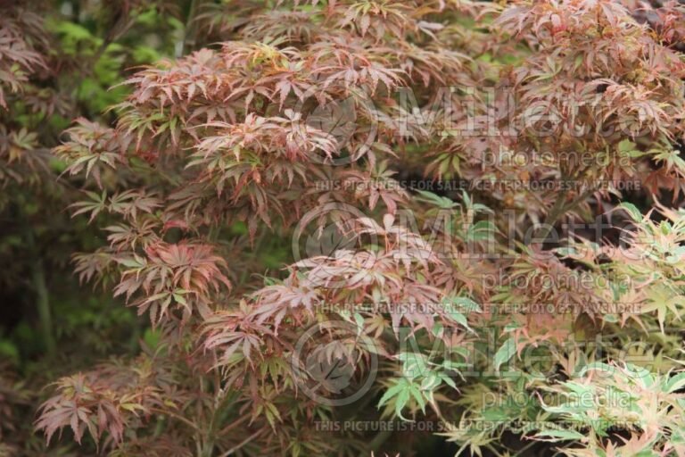 Quel est l'entretien recommandé pour l'Acer palmatum 'Jerre Schwartz' 42 acer palmatum jerre schwartz en jardin