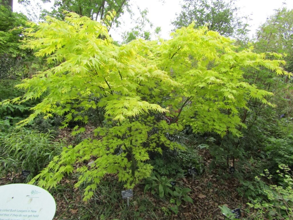 Comment prendre soin de l'Acer palmatum 'Orange Dream' 3 Comment prendre soin de l’Acer palmatum ‘Orange Dream’