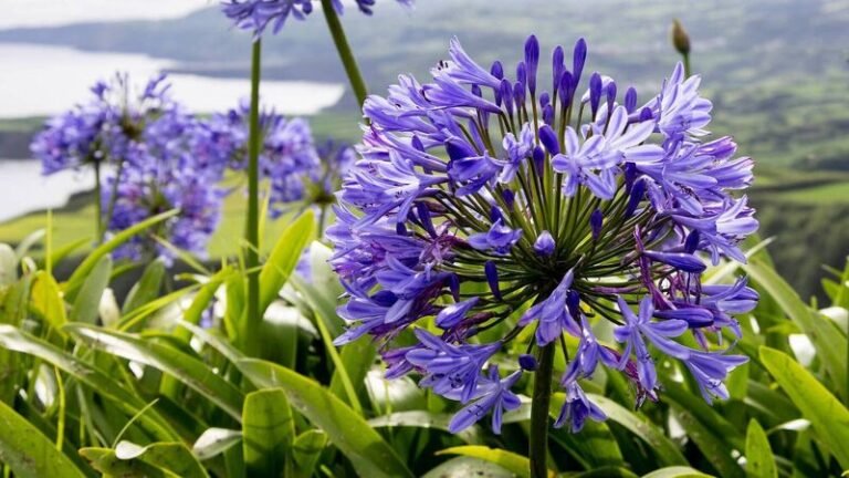 agapanthes fleuries dans un jardin ensoleille