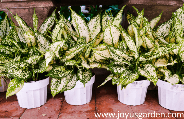 Comment entretenir votre Aglaonema White Joy pour qu'il s'épanouisse 11 aglaonema white joy en pleine croissance