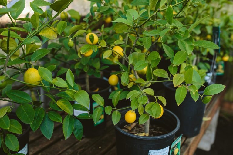 agrumes en pleine croissance dans un jardin