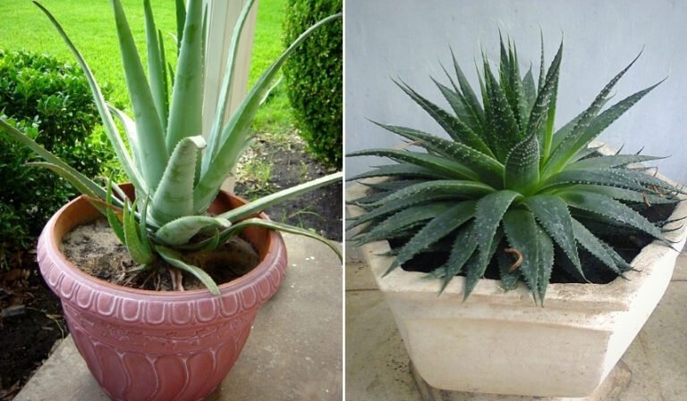 Comment bien entretenir une plante d'aloe vera chez soi 8 aloe vera dans un pot decoratif