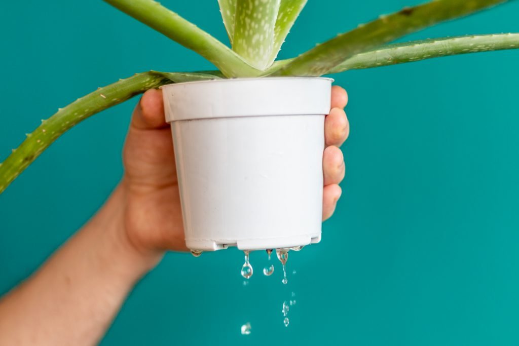 Comment bien entretenir et prendre soin de votre plante Aloe Vera