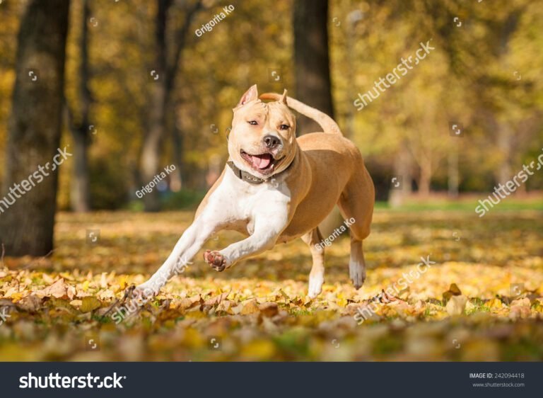 american staffordshire terrier jouant dans un parc