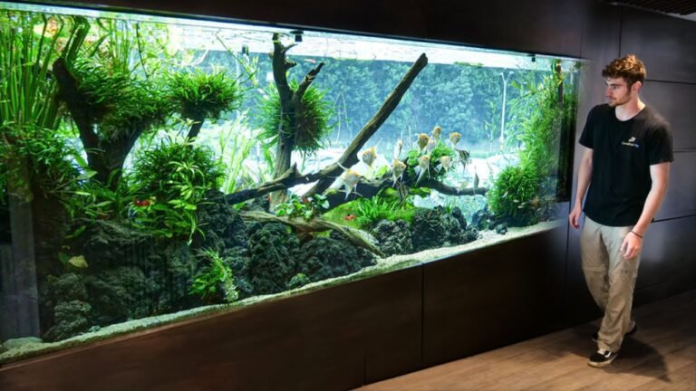 Quel type d'aquarium est recommandé pour un poisson rouge 45 aquarium spacieux avec plantes aquatiques