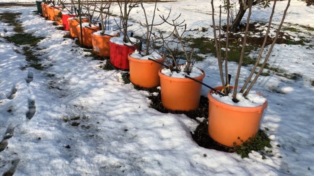 Quel arbre fruitier en pot est le plus résistant au froid