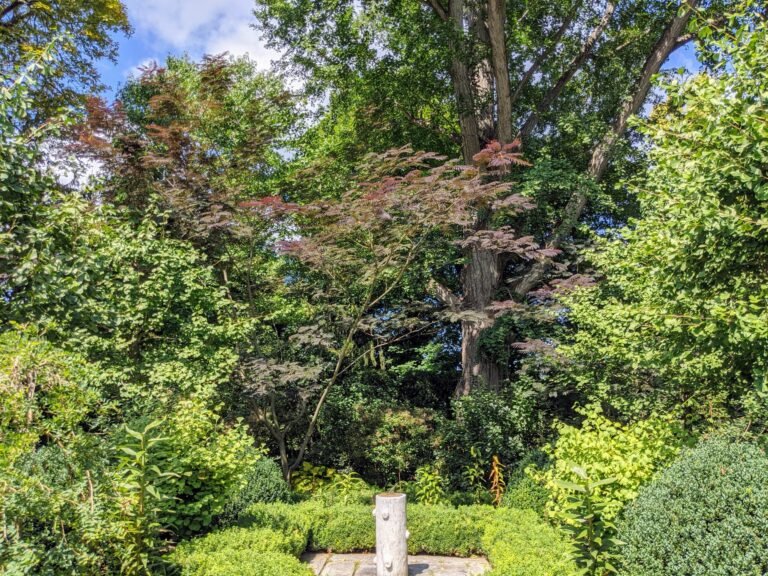 Quels sont les arbres brise-vue à croissance rapide pour votre jardin 31 arbres luxuriants dans un jardin verdoyant