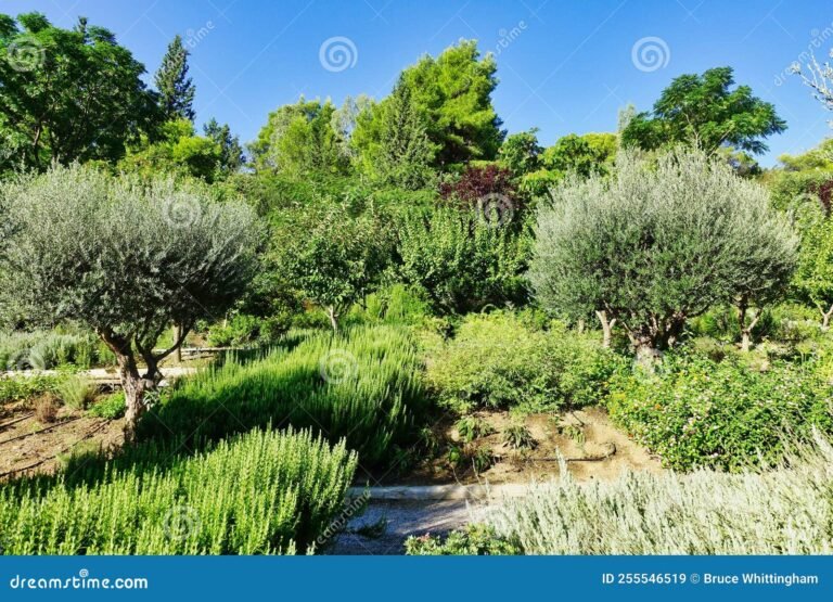 Quel arbre choisir pour planter dans son jardin Guide et conseils 35 arbres varies dans un jardin luxuriant