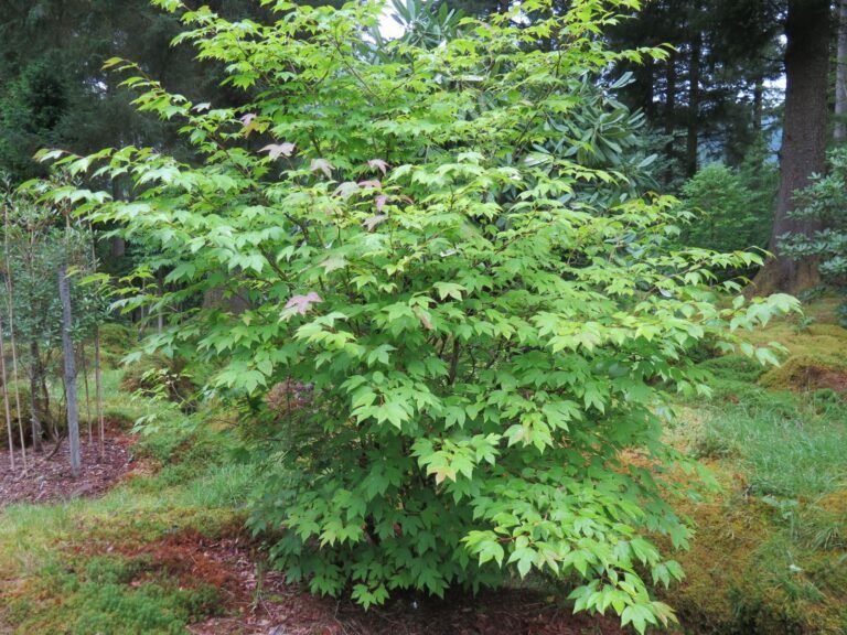 Quel arbuste à croissance rapide choisir pour se cacher des vis-à-vis 26 arbuste dense et luxuriant en jardin