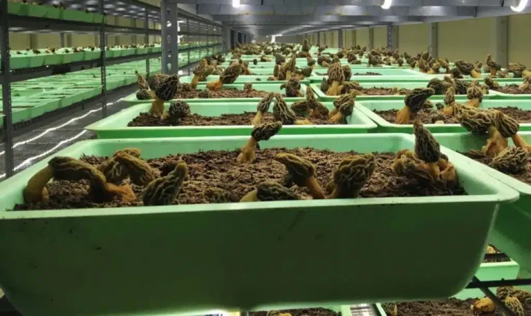 Comment cultiver des morilles en bac avec succès 38 bac de culture avec morilles en croissance