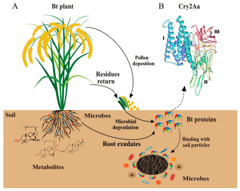 Comment le bacillus thuringiensis agit-il comme insecticide contre les vers 29 bacillus thuringiensis en action sur des cultures
