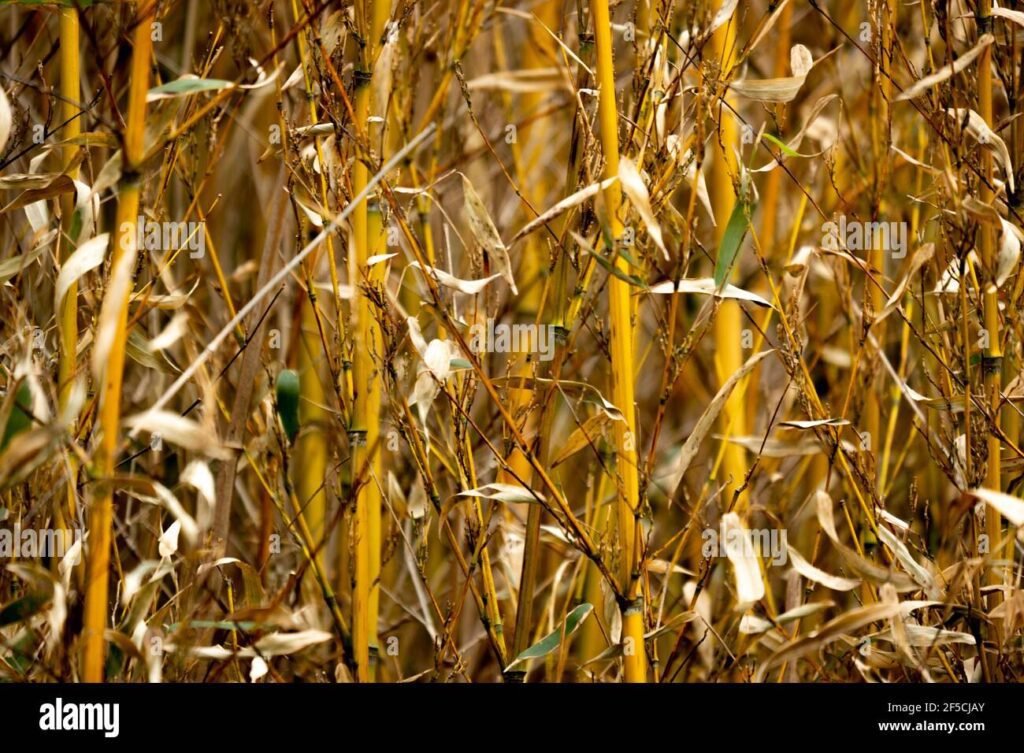 Pourquoi les feuilles de mon bambou jaunissent-elles