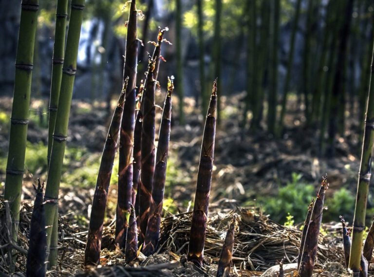 Pourquoi choisir du bambou non traçant pour vos achats écoresponsables 29 bambou non tracant dans un environnement naturel
