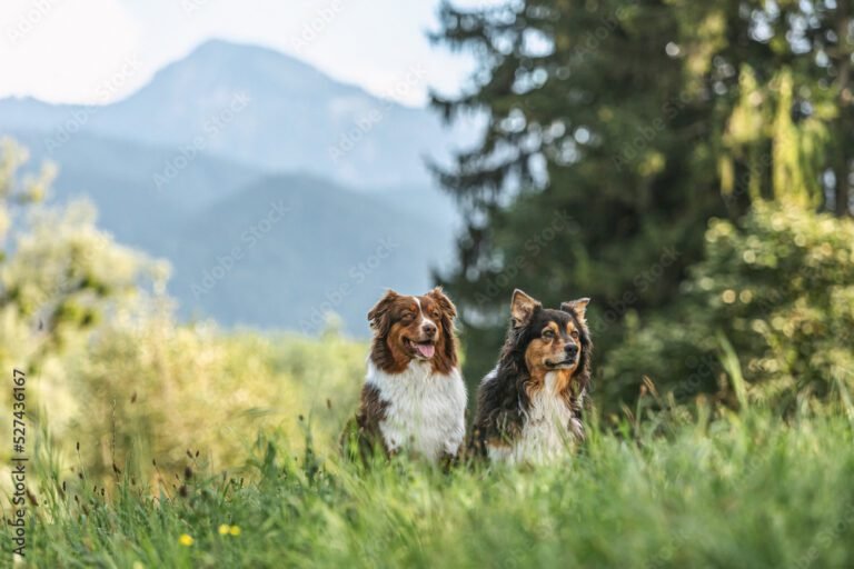 berger australien dans un paysage rural