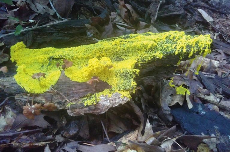 blob en milieu naturel ou scientifique