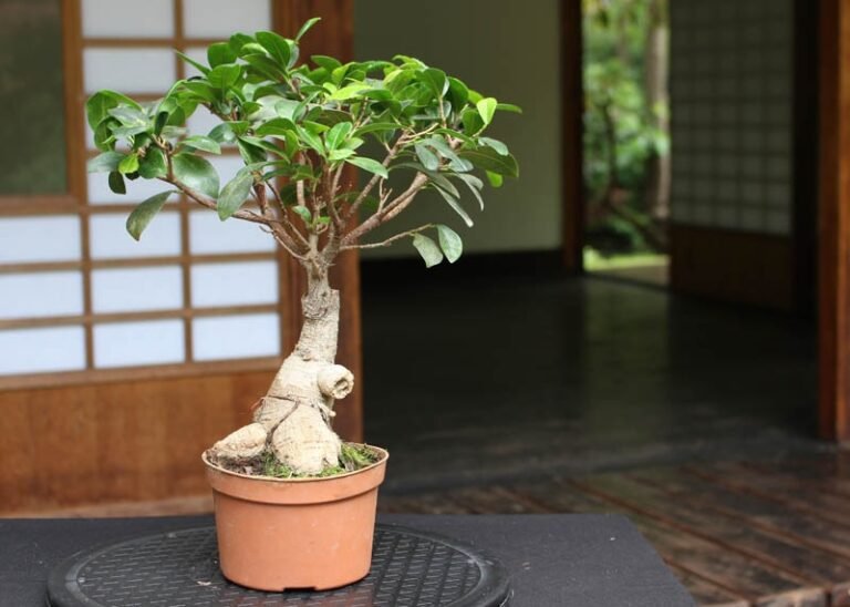bonsai ficus en pot bien entretenu