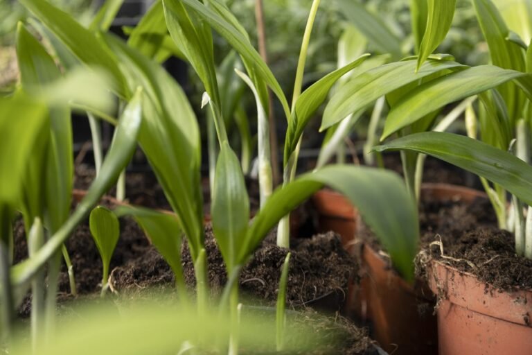 Où acheter des bulbes d'ail des ours en ligne 14 bulbes dail des ours en pot