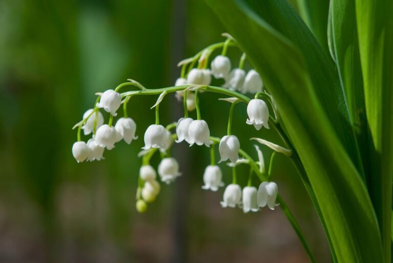 Muguet : Quel est le meilleur choix entre bulbe ou racine 42 bulbes de muguet dans le jardin