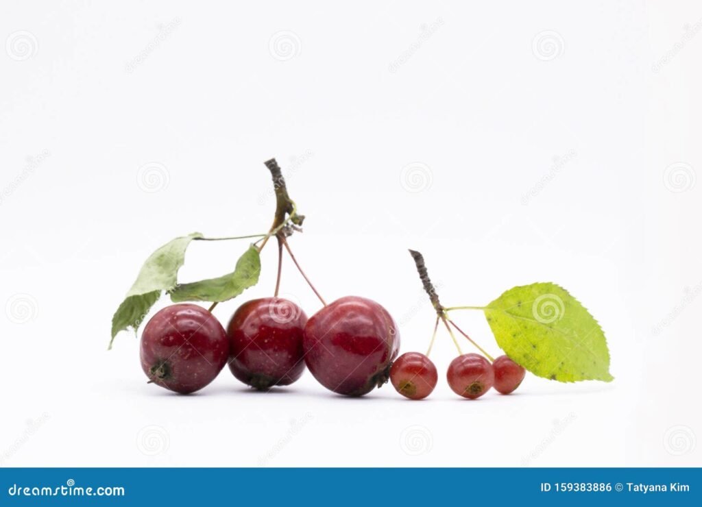 Quelle est la taille idéale pour les cerises : petite ou grande 7 Quelle est la taille idéale pour les cerises : petite ou grande
