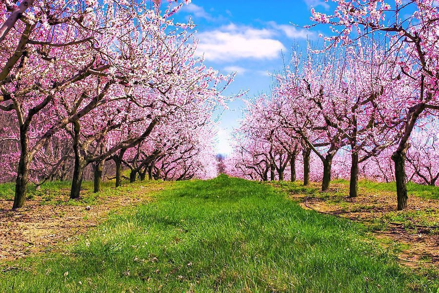cerisiers en fleurs dans un verger