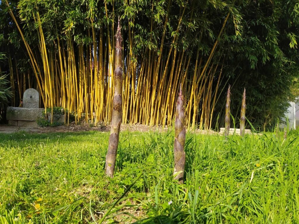 Quel est l'importance du bambou Moso (Phyllostachys edulis) 3 Quel est l’importance du bambou Moso (Phyllostachys edulis)