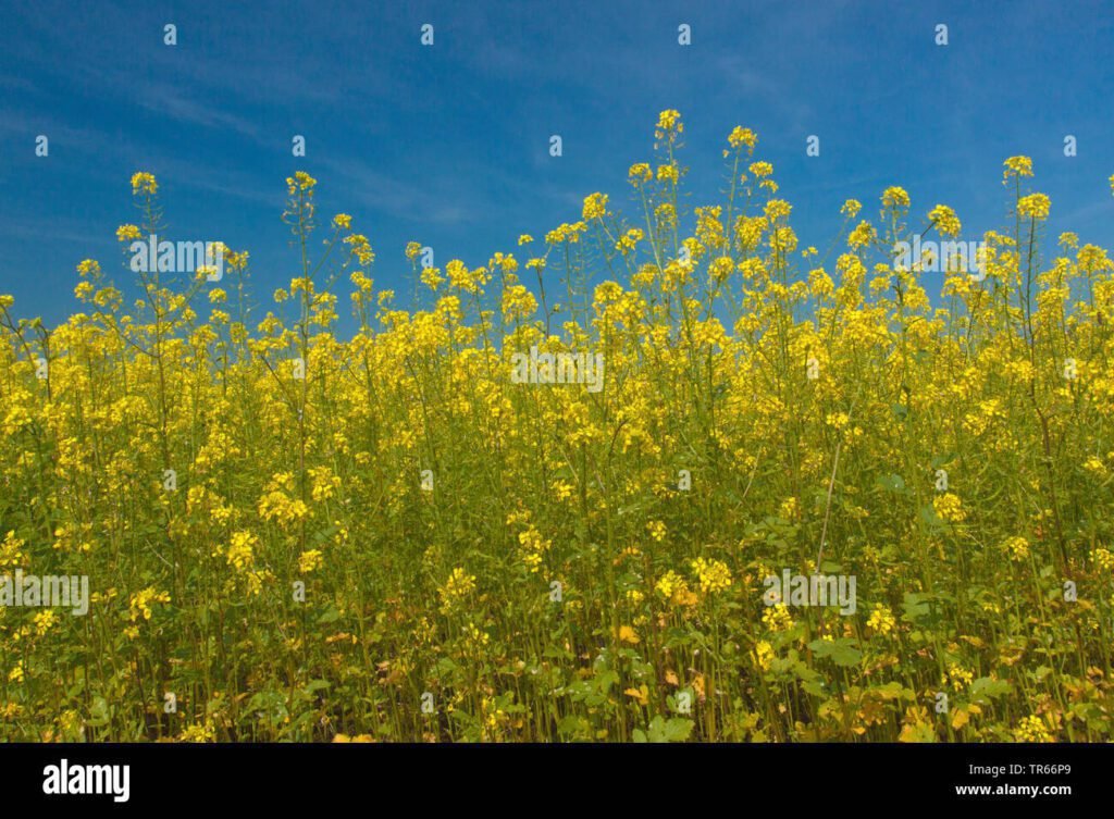 Pourquoi utiliser la moutarde blanche comme engrais vert au jardin 4 Pourquoi utiliser la moutarde blanche comme engrais vert au jardin