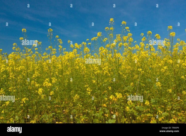 Pourquoi utiliser la moutarde blanche comme engrais vert au jardin 1 champ de moutarde blanche en pleine floraison