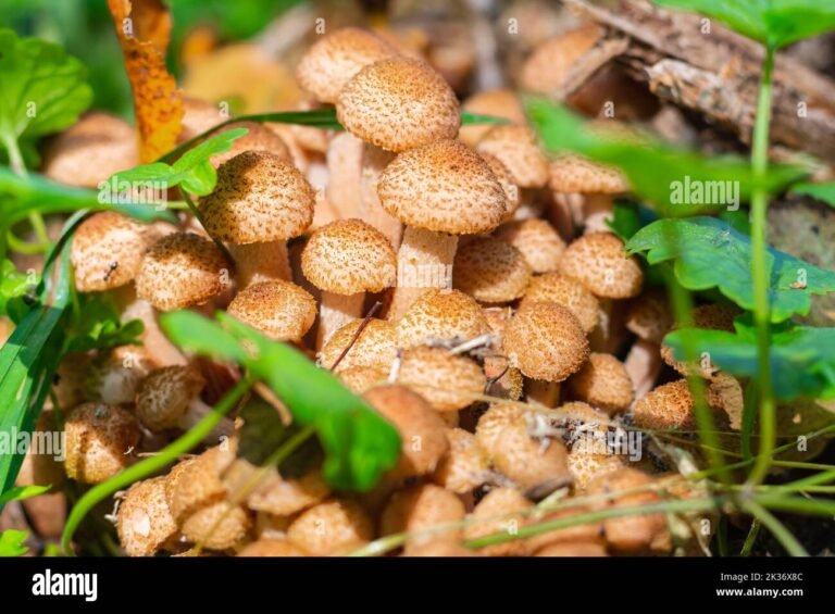 Y a-t-il des champignons comestibles à récolter en ce moment 34 champignons frais dans une foret automnale