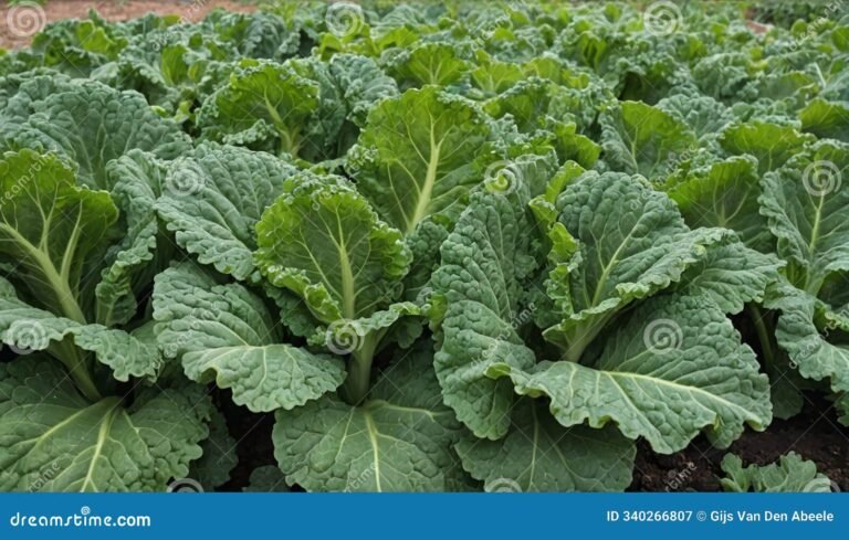 champs de chou kale luxuriants et frais