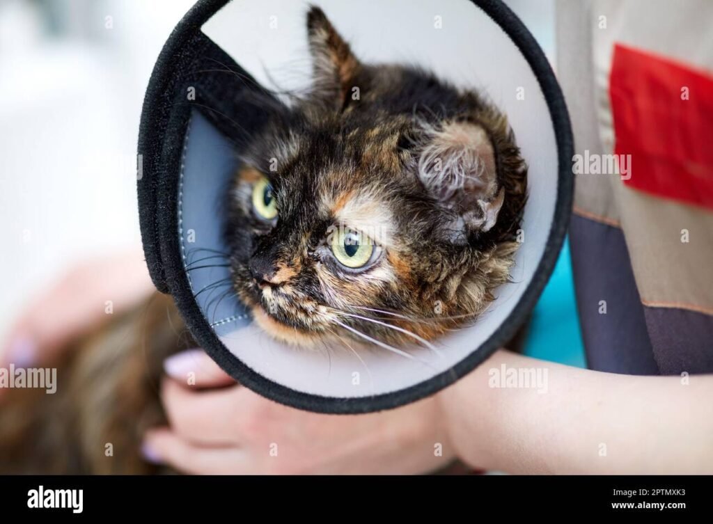 Combien de temps faut-il garder la collerette après la stérilisation d'un chat 1 chat avec collerette apres sterilisation