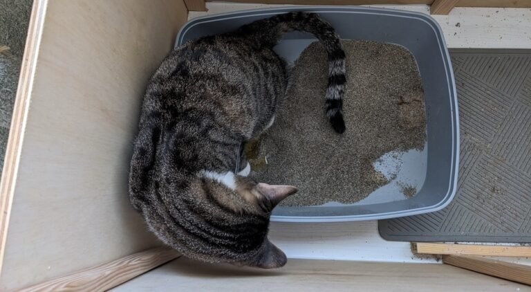 Comment gérer le marquage urinaire chez votre chat 35 chat en train de gratter une litiere