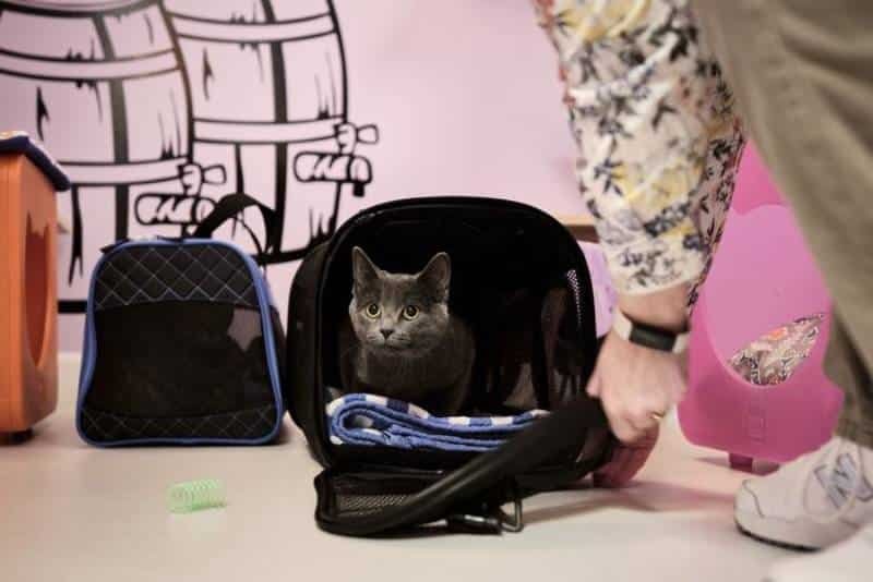 Où laisser son chat pendant les vacances : quelles sont les meilleures options 4 Où laisser son chat pendant les vacances : quelles sont les meilleures options