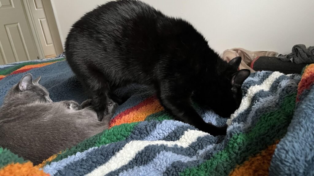 Pourquoi mon chat pétrit-il la couverture et que signifie ce comportement 6 Pourquoi mon chat pétrit-il la couverture et que signifie ce comportement