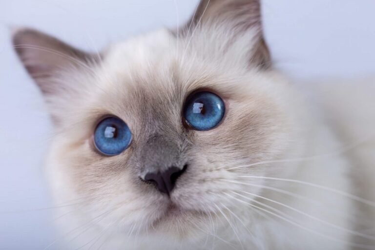 chat sacre de birmanie avec yeux bleus