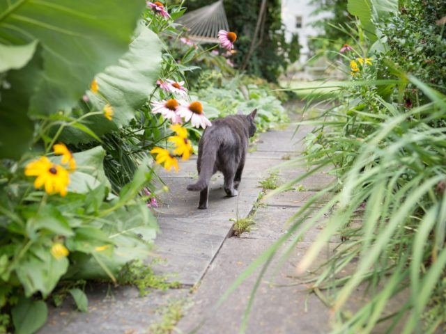 Comment faire fuir un chat qui envahit votre jardin efficacement 8 Comment faire fuir un chat qui envahit votre jardin efficacement