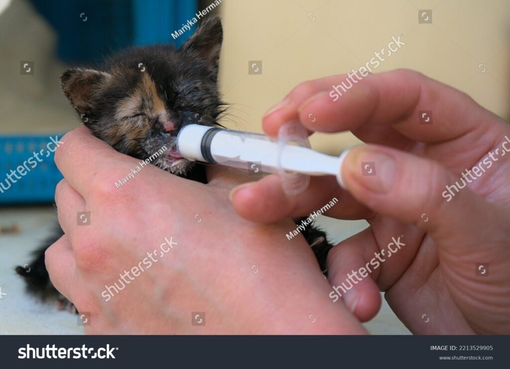 Comment nourrir un chaton non sevré sans utiliser de biberon