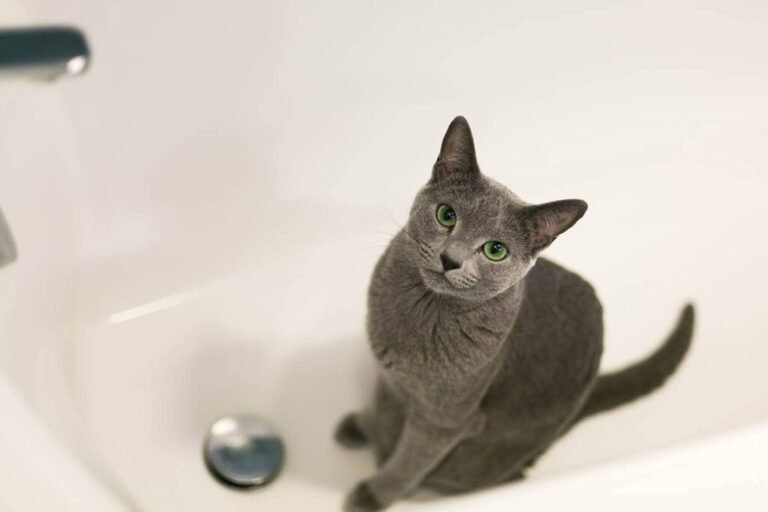 chaton dans une baignoire avec eau
