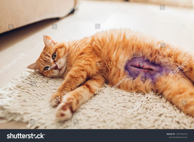 chatte relaxee apres sterilisation