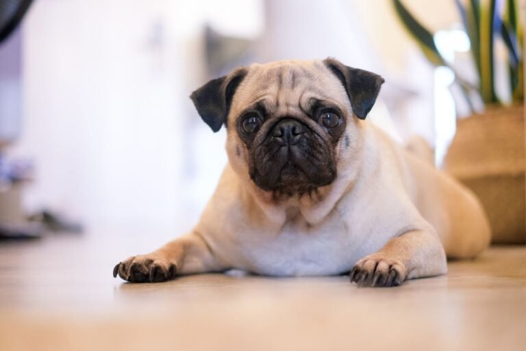 Quelles sont les meilleures pratiques pour gérer le diabète chez un chien âgé 43 chien age controlant son diabete avec soin