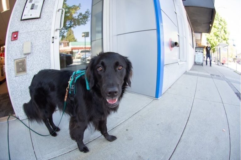 chien apeure dans un environnement urbain