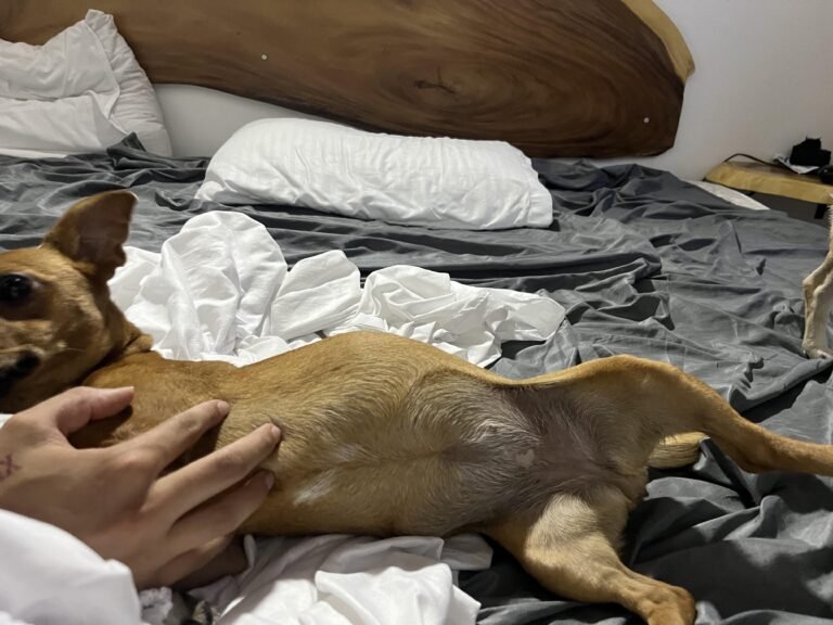 chien avec un ventre distendu et inquiet