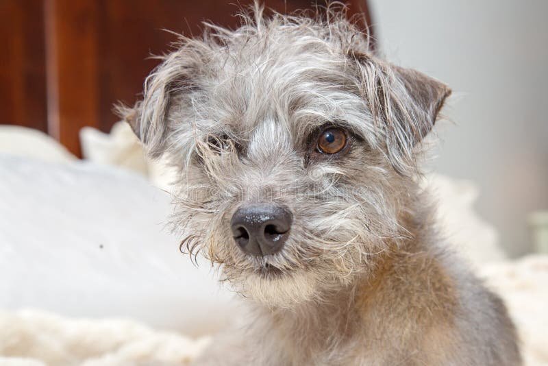 chien avec une fourrure en desordre