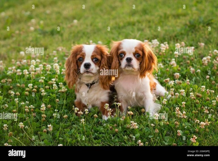 chien cavalier king charles dans un parc