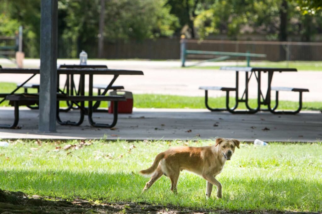 Que faire si votre chien est perdu Conseils et étapes à suivre 6 Que faire si votre chien est perdu  Conseils et étapes à suivre