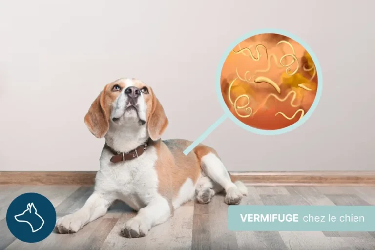 chien heureux avec un vermifuge
