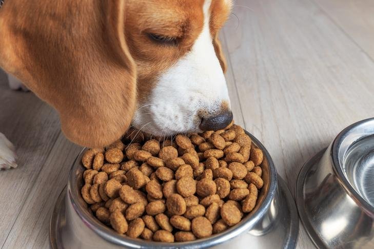 Pourquoi mon chien ne mange-t-il plus ses croquettes et maigrit-il