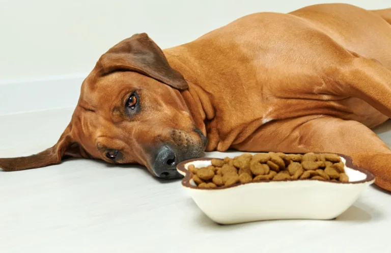 chien mangeant des aliments digestifs