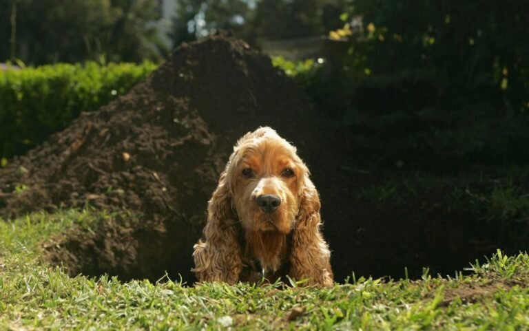 chien qui se gratte dans un jardin