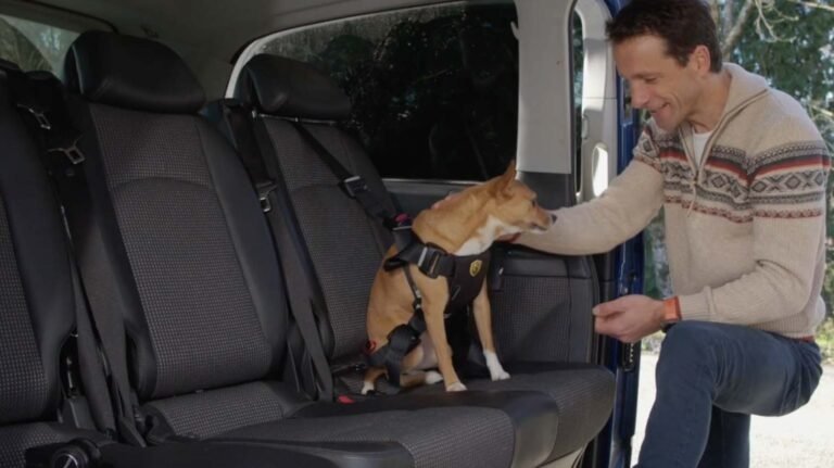 chien securise dans une voiture
