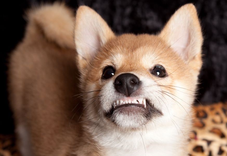 Pourquoi les dents de lait des chiots sont-elles si importantes 8 Pourquoi les dents de lait des chiots sont-elles si importantes